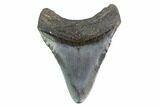 2.95" Juvenile Megalodon Tooth - South Carolina - #130089-1